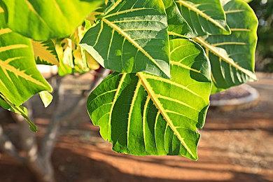 平台解谜游戏《雨滴：循声之旅》Steam页面上线 不支持中文